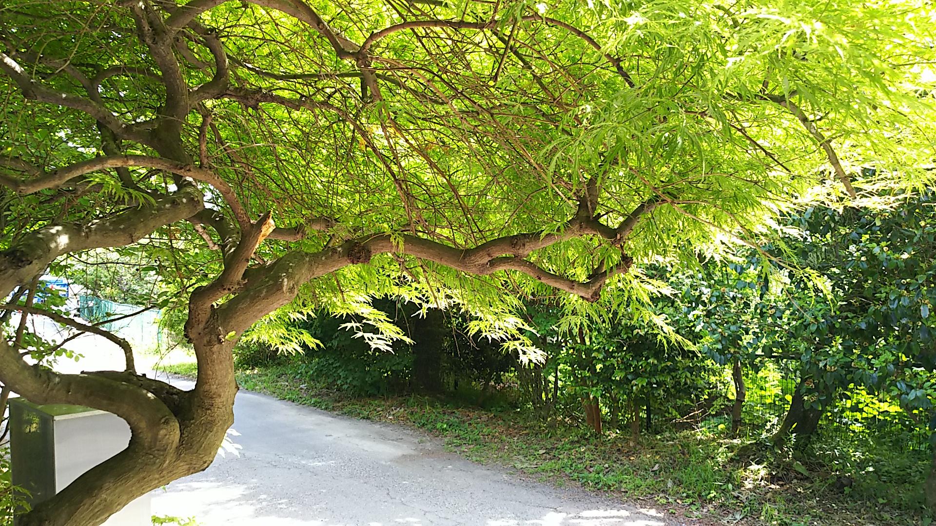 http://www.5298.jp/blog/078a538f50f8bcd4403da5bab8d047f0986e5fc4.JPG