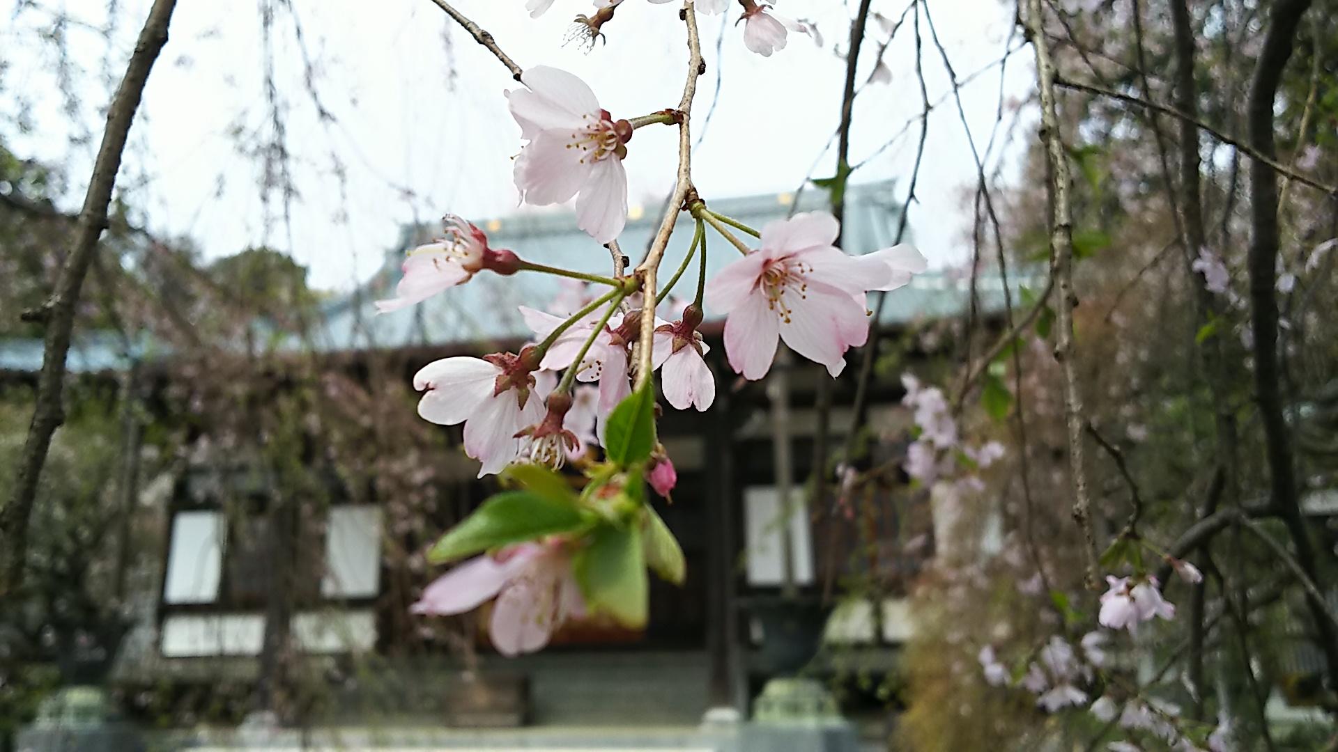 http://www.5298.jp/blog/31428e7c734691de67b073ef8a13ae8ab2f7f1ec.JPG