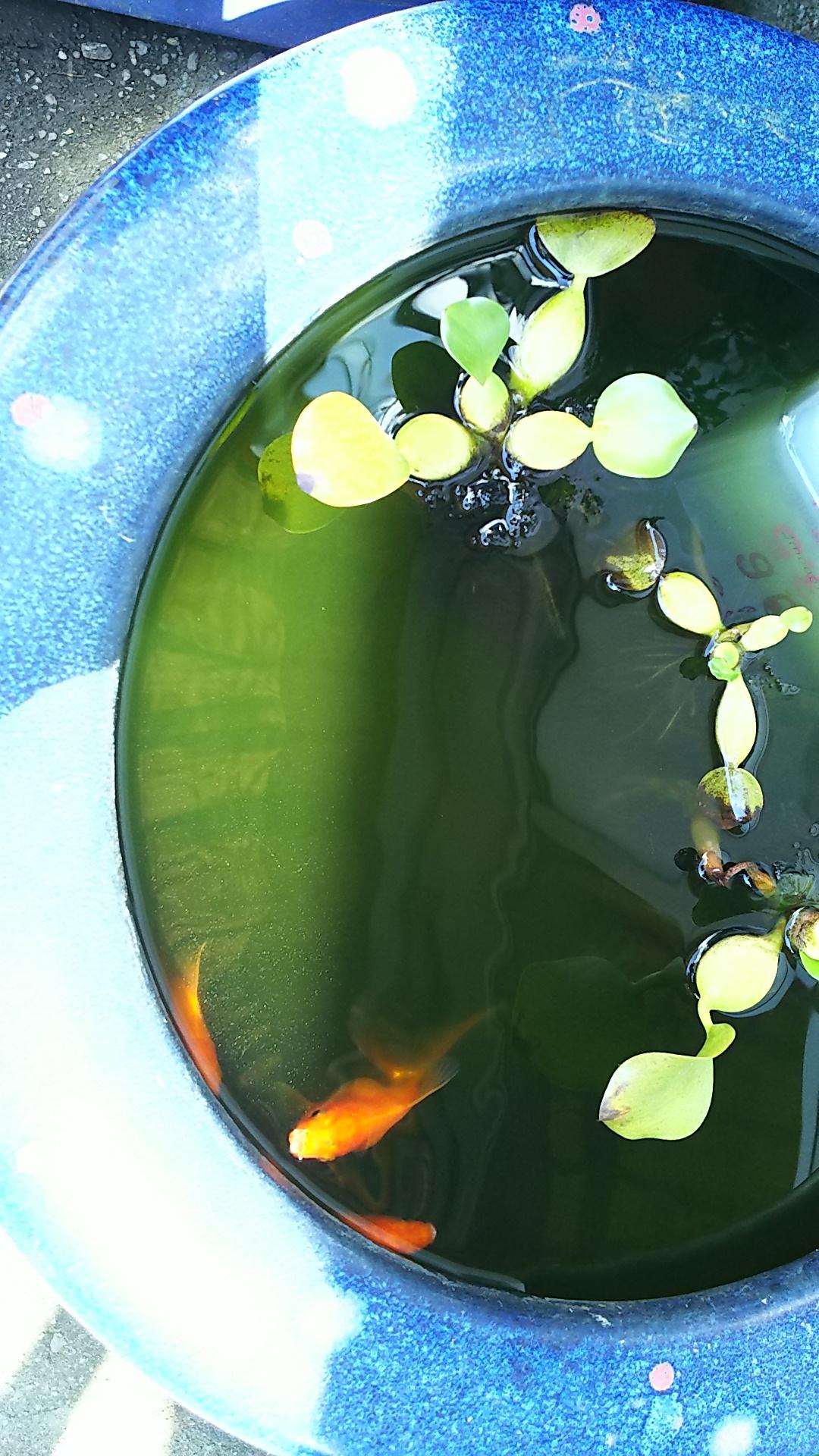http://www.5298.jp/blog/42f8cc47a179b6650695db11a3040f8885b92119.JPG