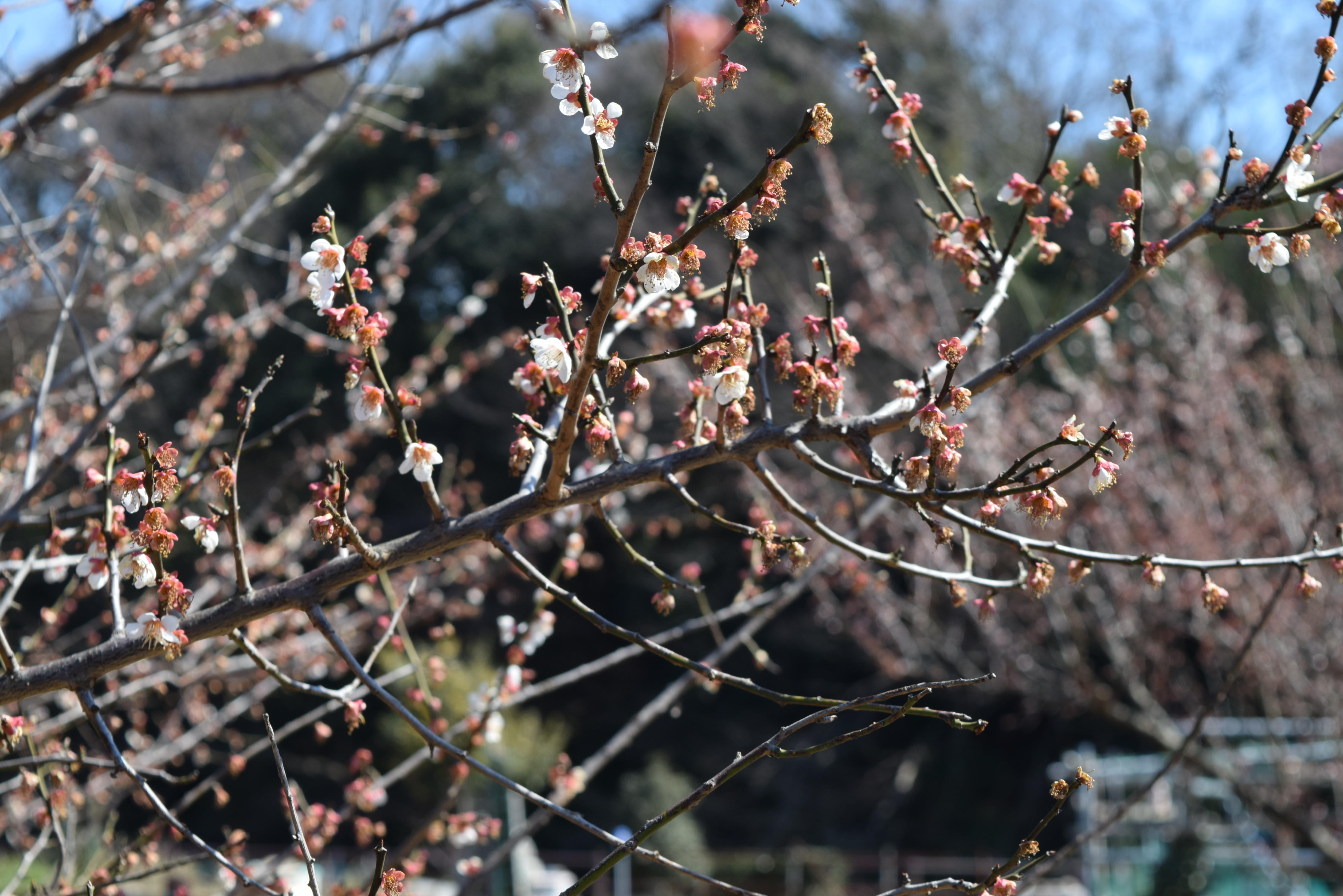 http://www.5298.jp/blog/DSC_0172.JPG