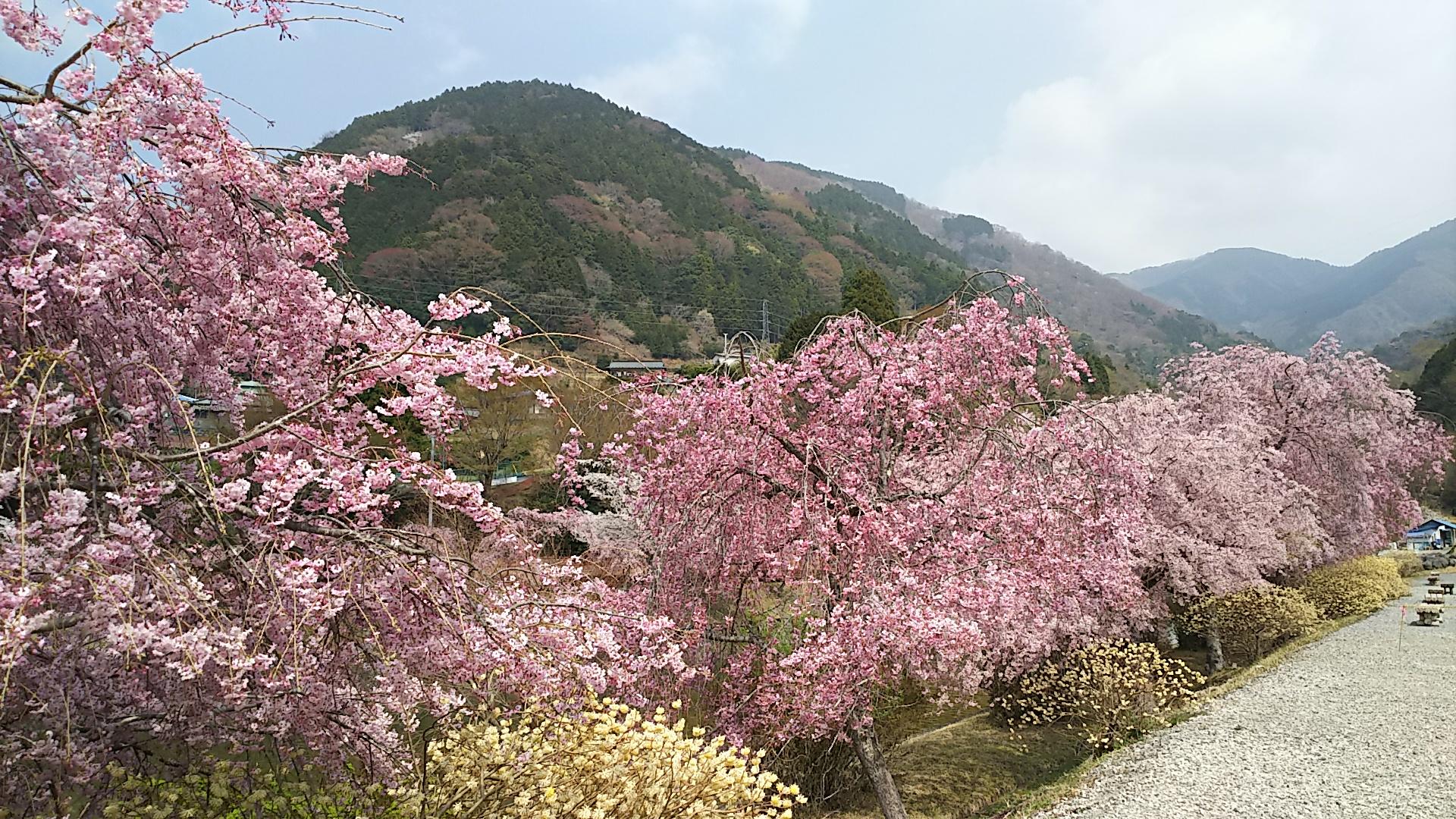 http://www.5298.jp/blog/DSC_1102.JPG