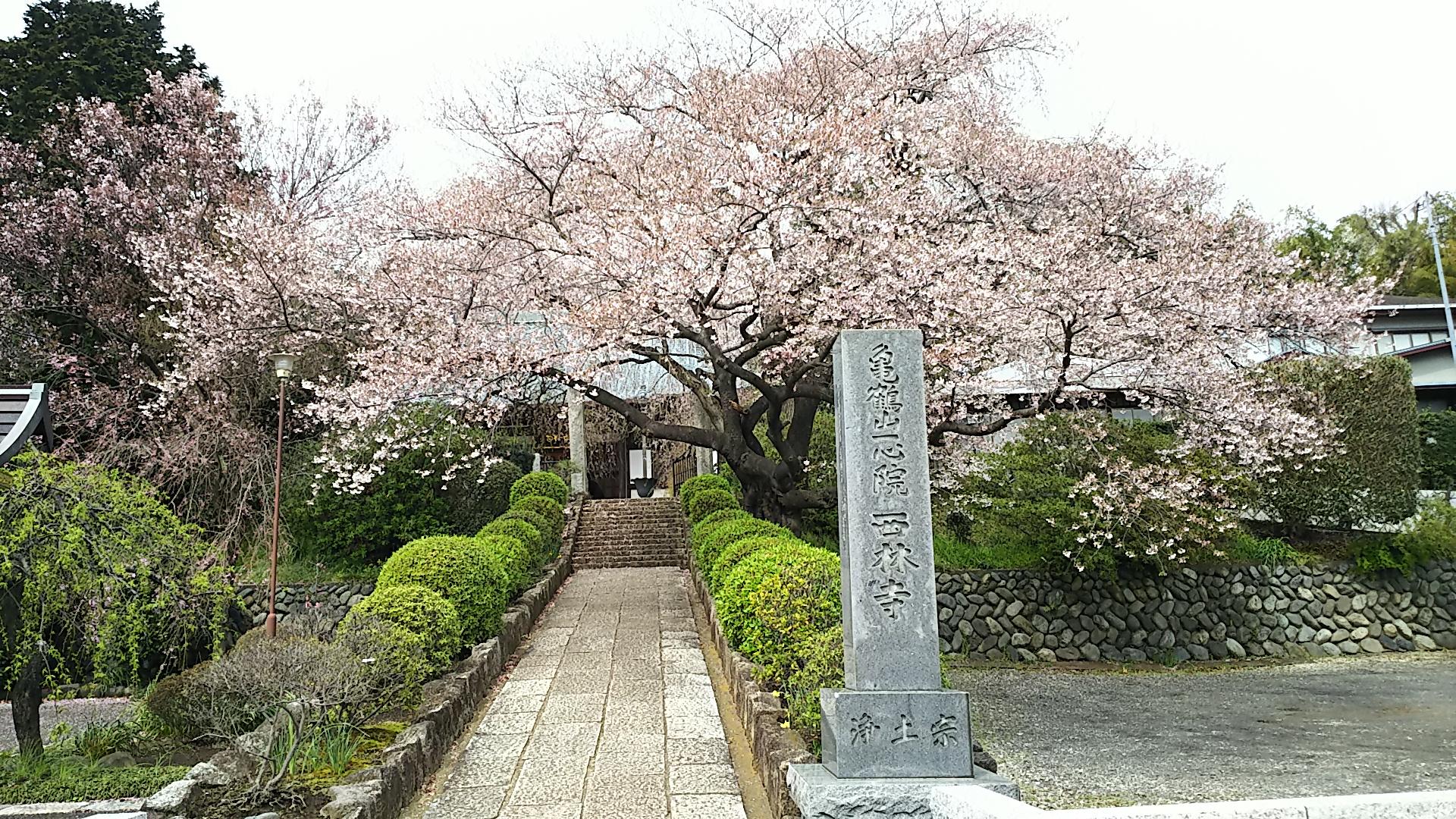 http://www.5298.jp/blog/DSC_2582.JPG