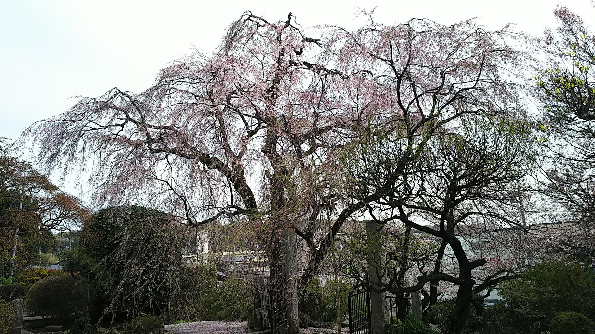 http://www.5298.jp/blog/DSC_2587.JPG