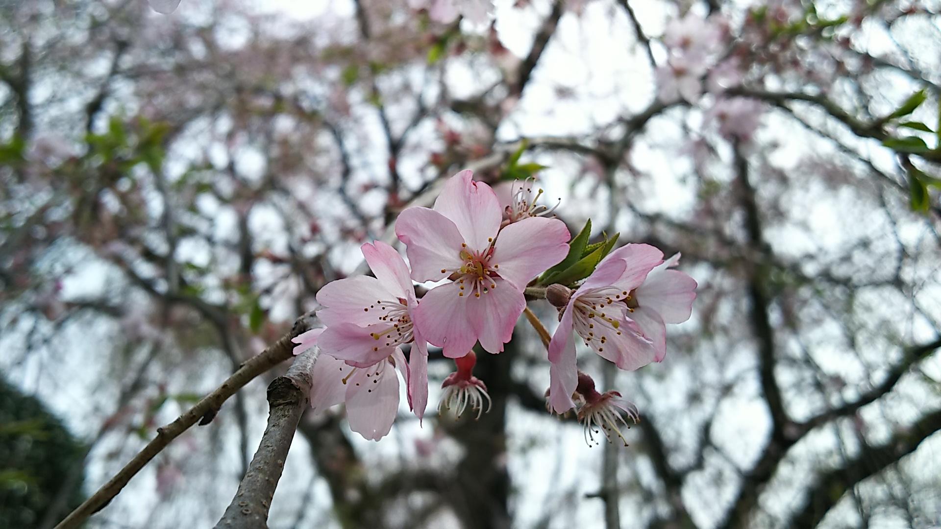 http://www.5298.jp/blog/DSC_2589.JPG