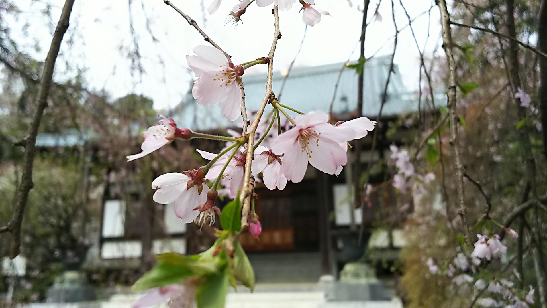 http://www.5298.jp/blog/DSC_2594.JPG