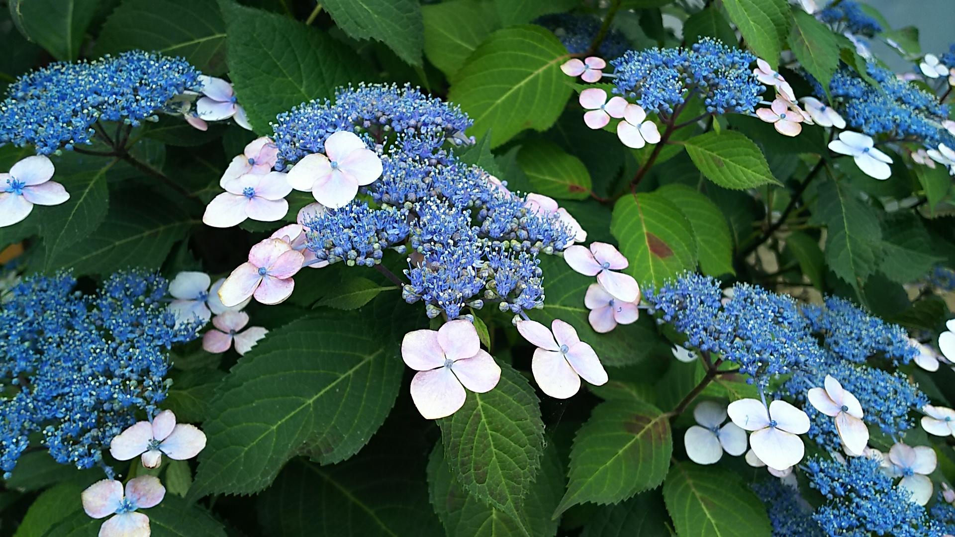 http://www.5298.jp/blog/DSC_3577.JPG