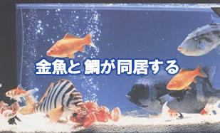 http://www.5298.jp/blog/fish.jpg