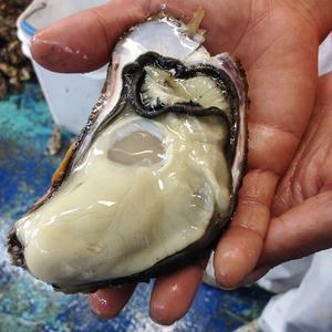 http://www.5298.jp/blog/honjyoukaki_20161028174619.jpg